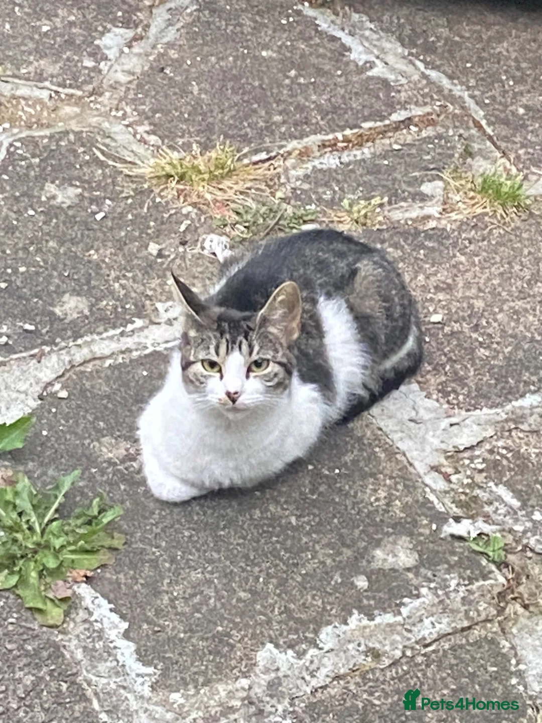 Mixed Breed cats for sale: 3 kittens for sale and ready to go to new homes - Advert 1