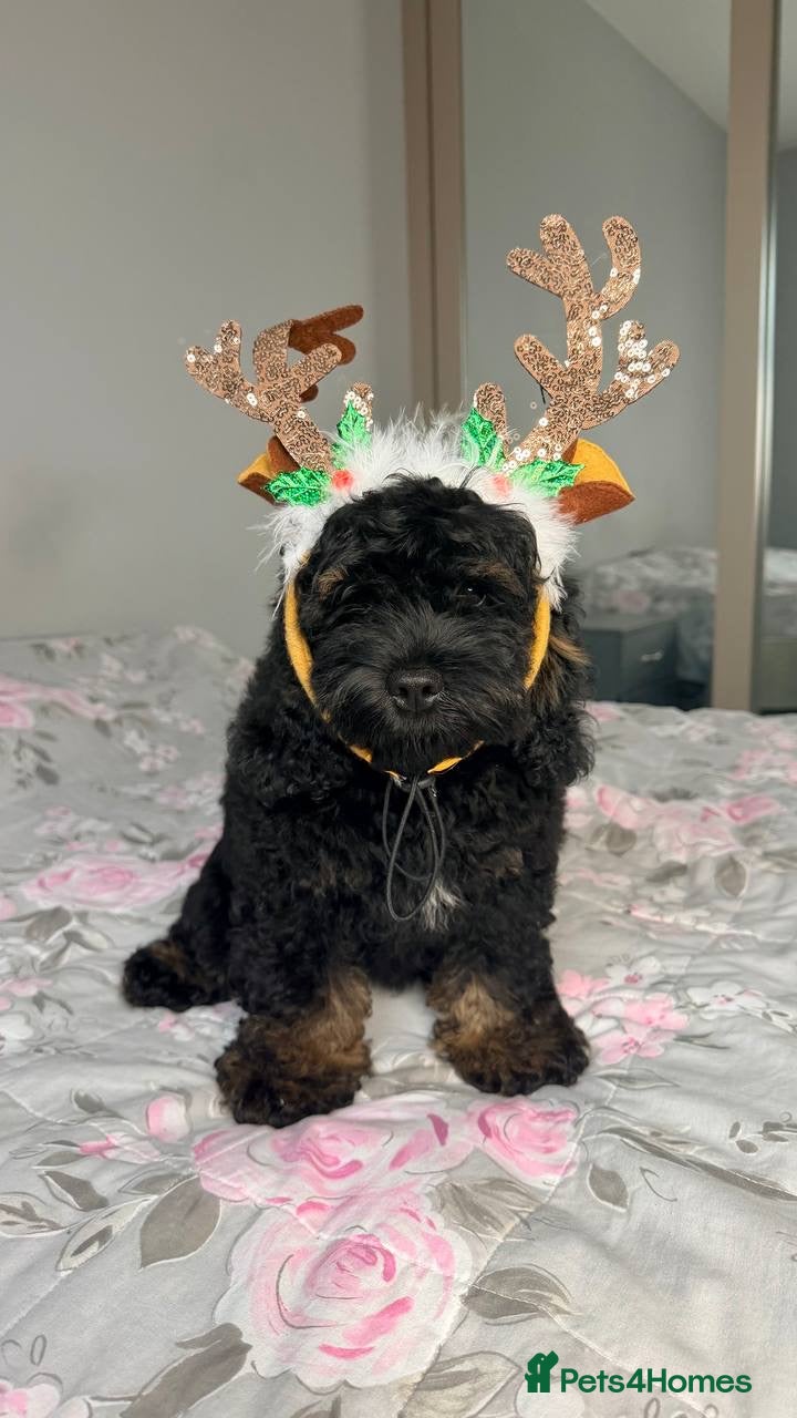 Cockapoo dogs Gorgeous 3-Month-Old F1 American Cockapoo Girl - Advert 6