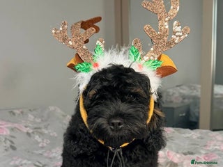 Cockapoo dogs Gorgeous 3-Month-Old F1 American Cockapoo Girl - Advert 7