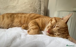 Siberian cats for sale: Male mix breed siberian and british shorthair cat - Image 4