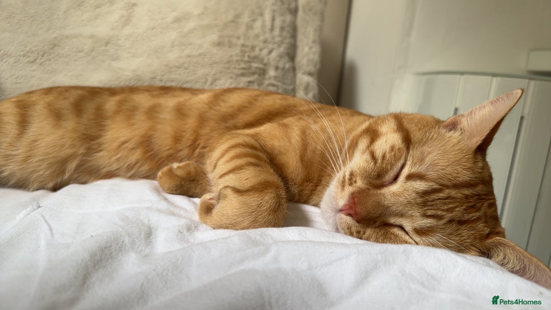 Siberian cats for sale: Male mix breed siberian and british shorthair cat - Image 4