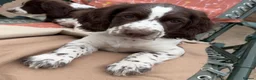 Sprocker dogs for sale: Sprocker spaniels *Ready to leave now!  - Advert 15