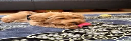 Maltipoo dogs for sale: Selling our 3 months F1 Maltipoo Luna in Wembley - Advert 4