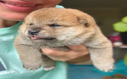Japanese Shiba Inu dogs for sale: KC reg Japanese Shiba Inu puppies  - Image 19