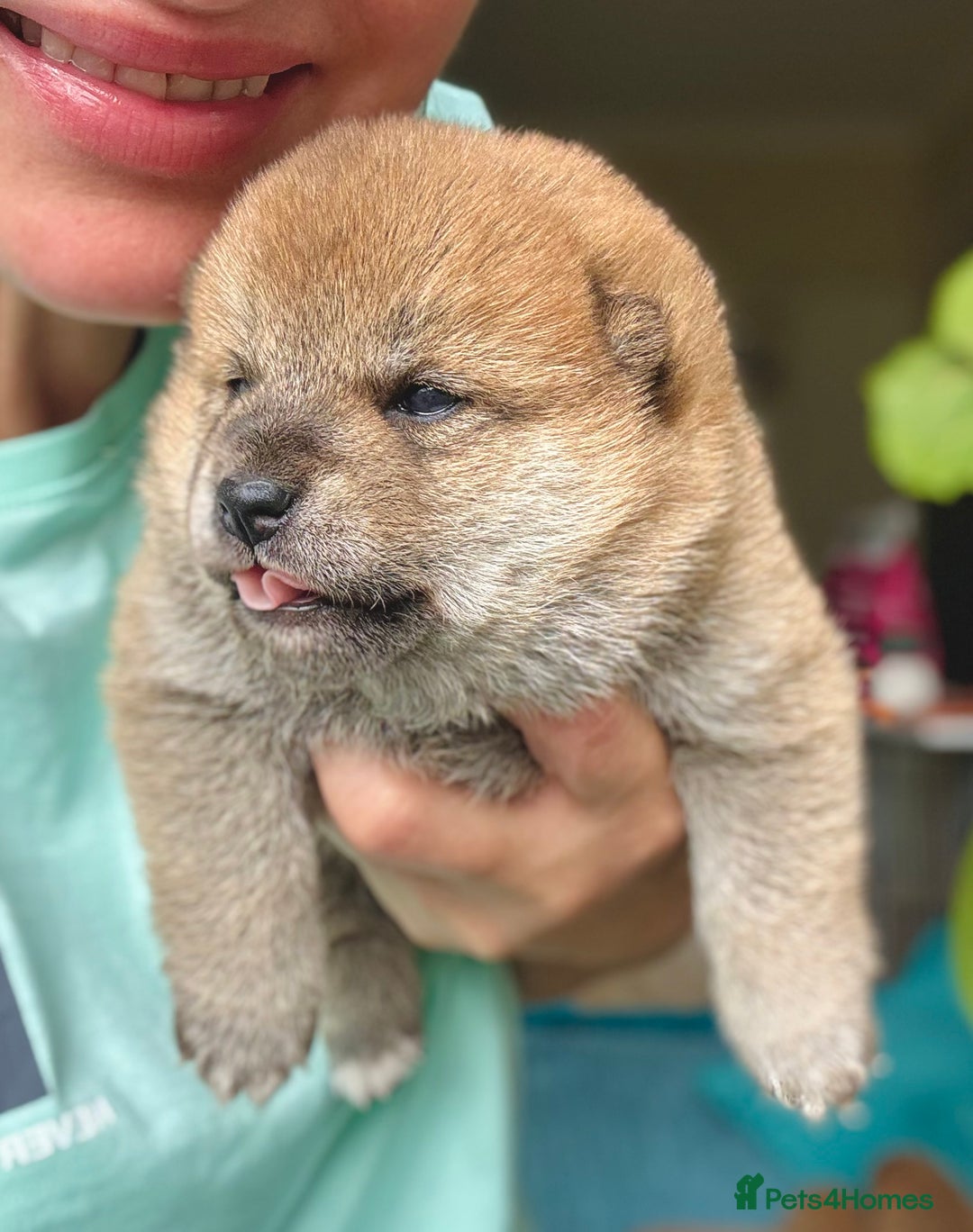 Japanese Shiba Inu dogs for sale: KC reg Japanese Shiba Inu puppies  - Image 19