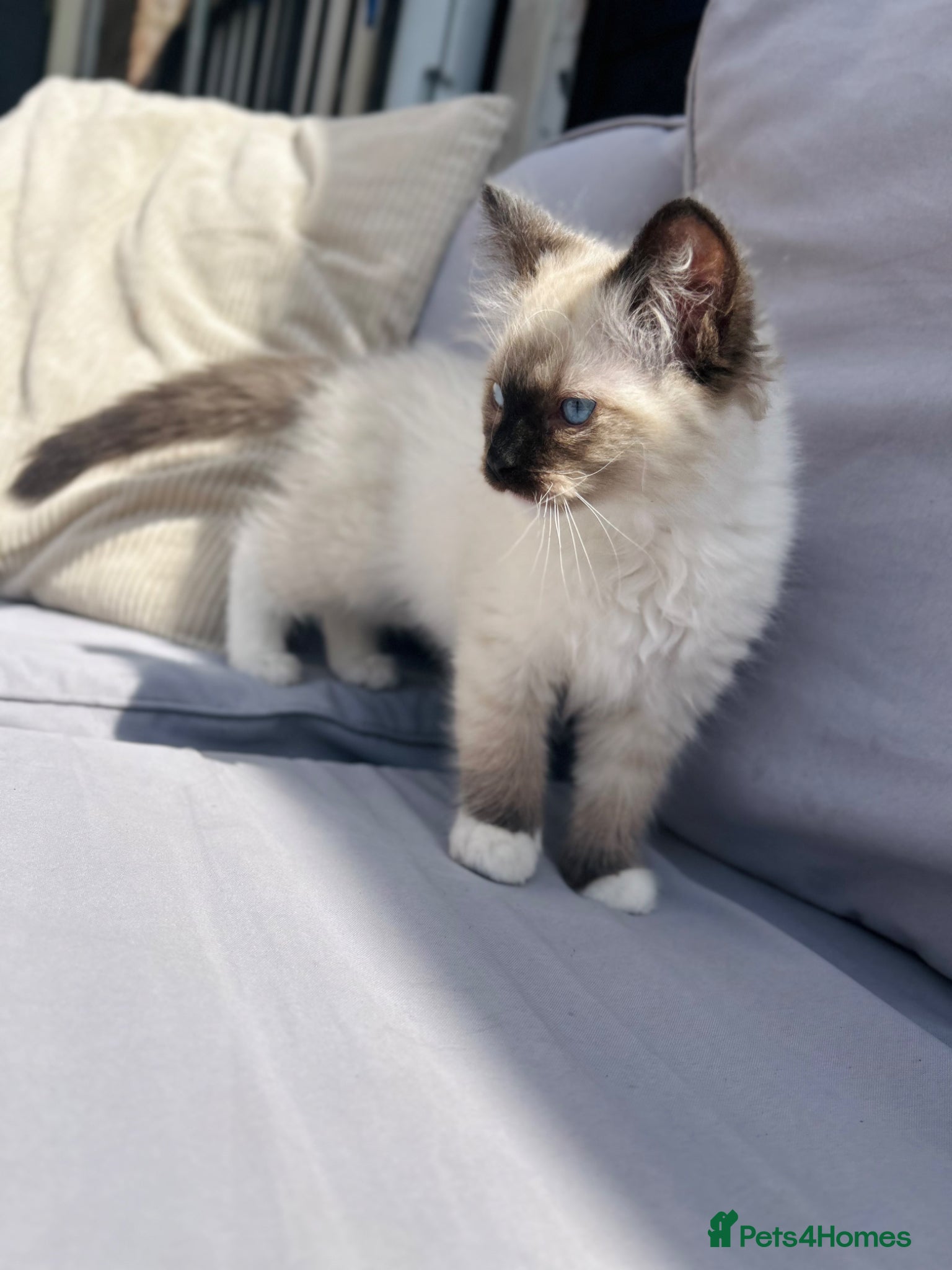 Ragdoll cats for sale: Boy chocolate ragdoll  - Advert 4