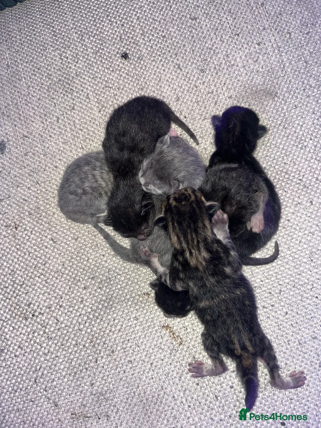 Domestic Shorthair cats for sale: Kittens  - Advert 2