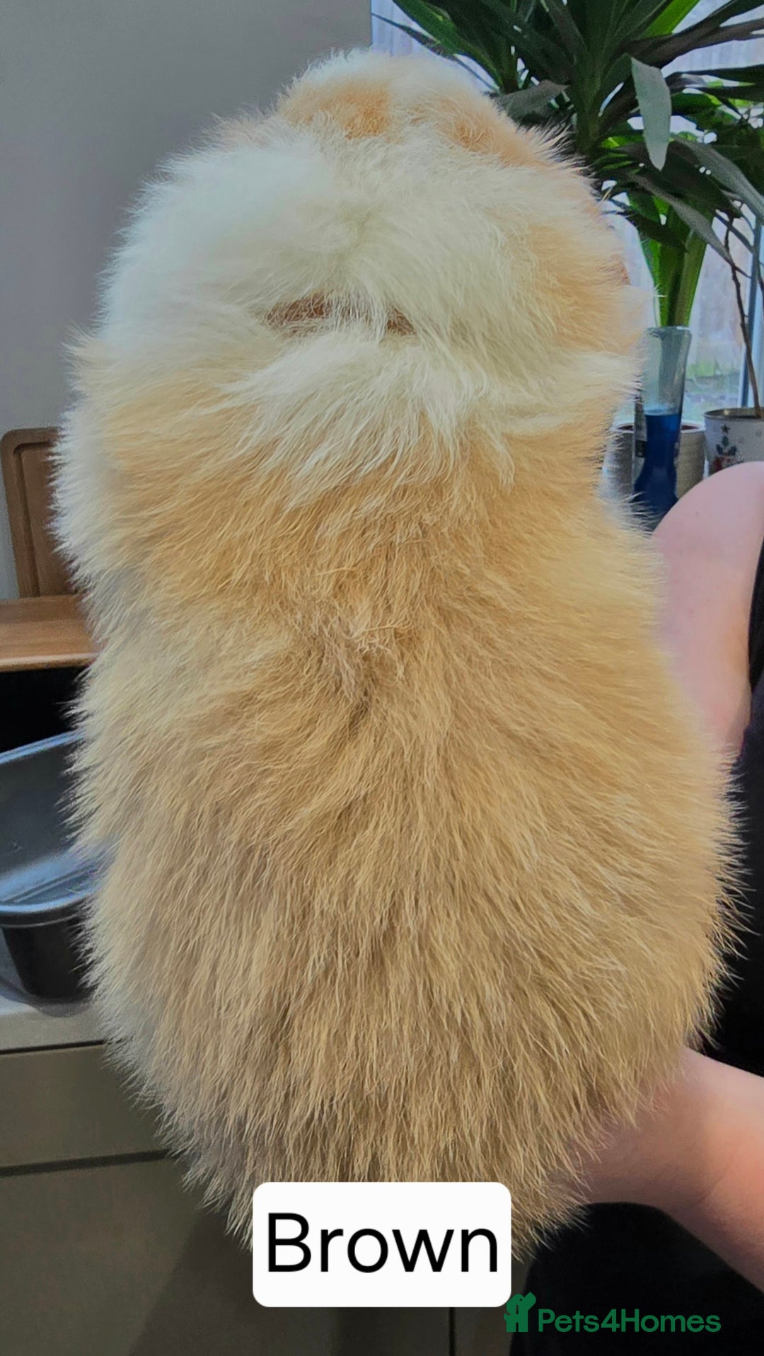 Border Collie dogs for sale: Beautiful EE-Red/Golden Long Haired Border Collies - Advert 14