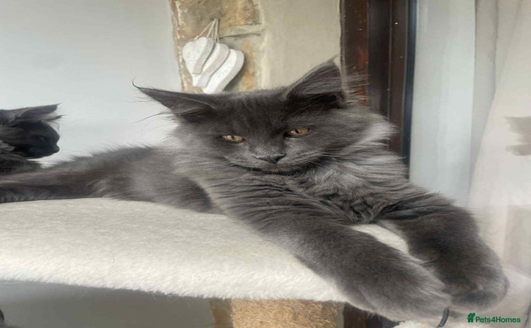 Maine Coon cats Blue Smoke Male Maine Coon 🐾 TICA Registered!  - Advert 11