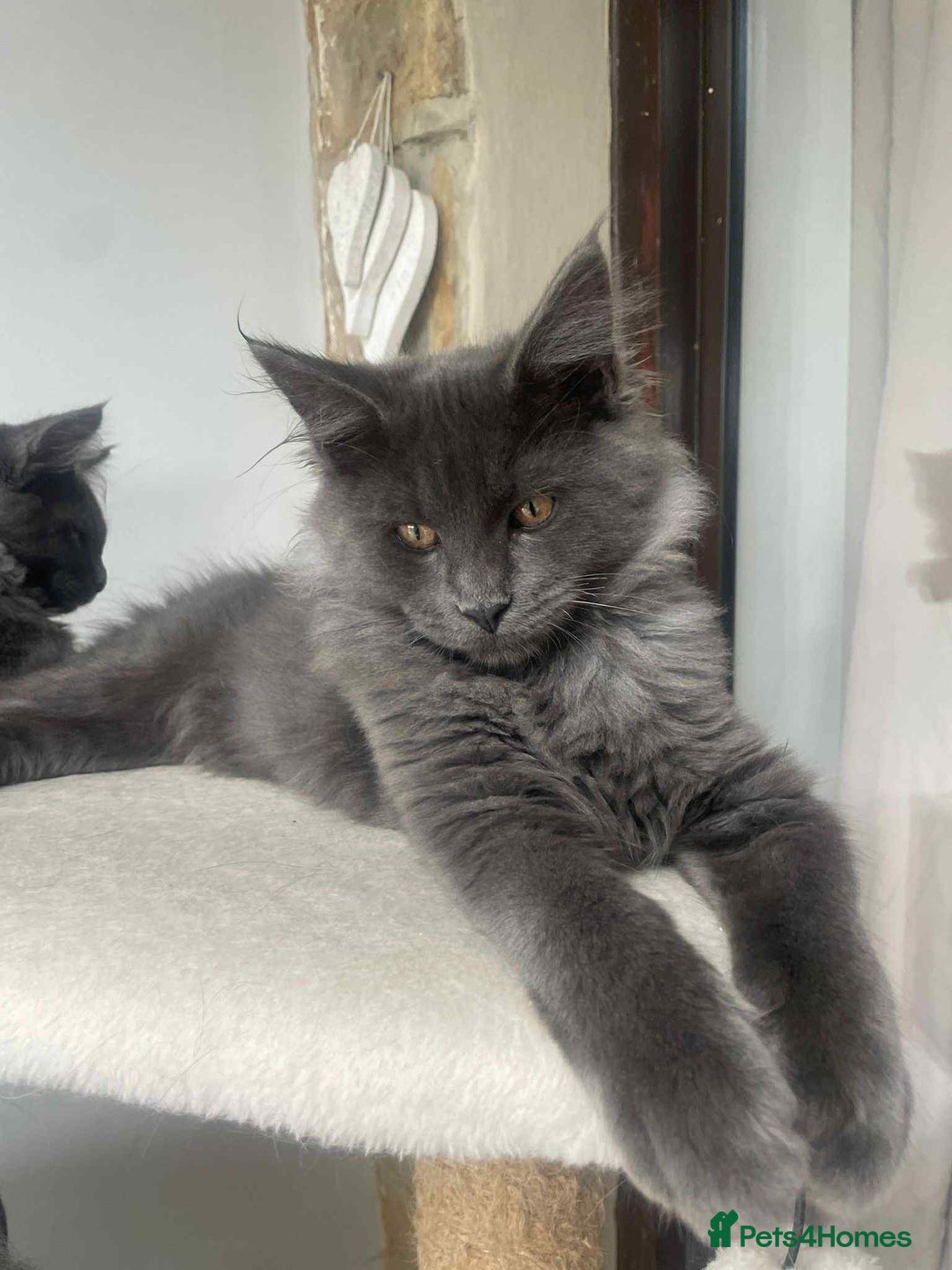 Maine Coon cats for sale: BlueSmoke Male Maine Coon🐾TICA Reg! ACTIVE!!  - Advert 12