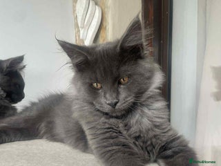 Maine Coon cats Blue Smoke Male Maine Coon 🐾 TICA Registered! - Advert 12