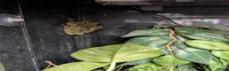 Frog reptiles for sale: Mossy frogs and enclosure  in Lechlade - Advert 1