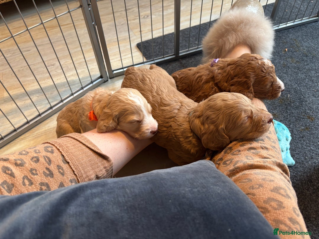 Cockapoo dogs for sale: Apricot F1B Cockapoo puppies - Advert 13