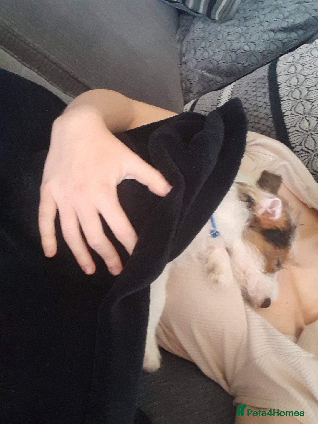 Jack Russell dogs for sale: 15 week wired haired jack Russell teddy  - Image 2