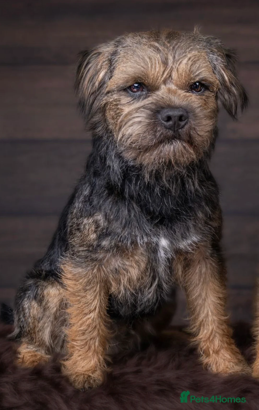 Border Terrier dogs for stud: Proven Blue & tan Border Terrier stud SLEM clear in Troon - Advert 1