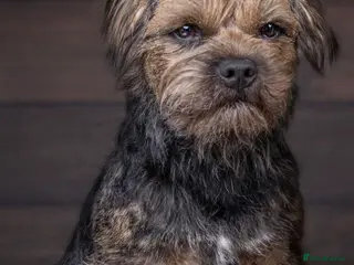 Border Terrier dogs Proven Blue & tan Border Terrier stud SLEM clear in Troon - Advert 15