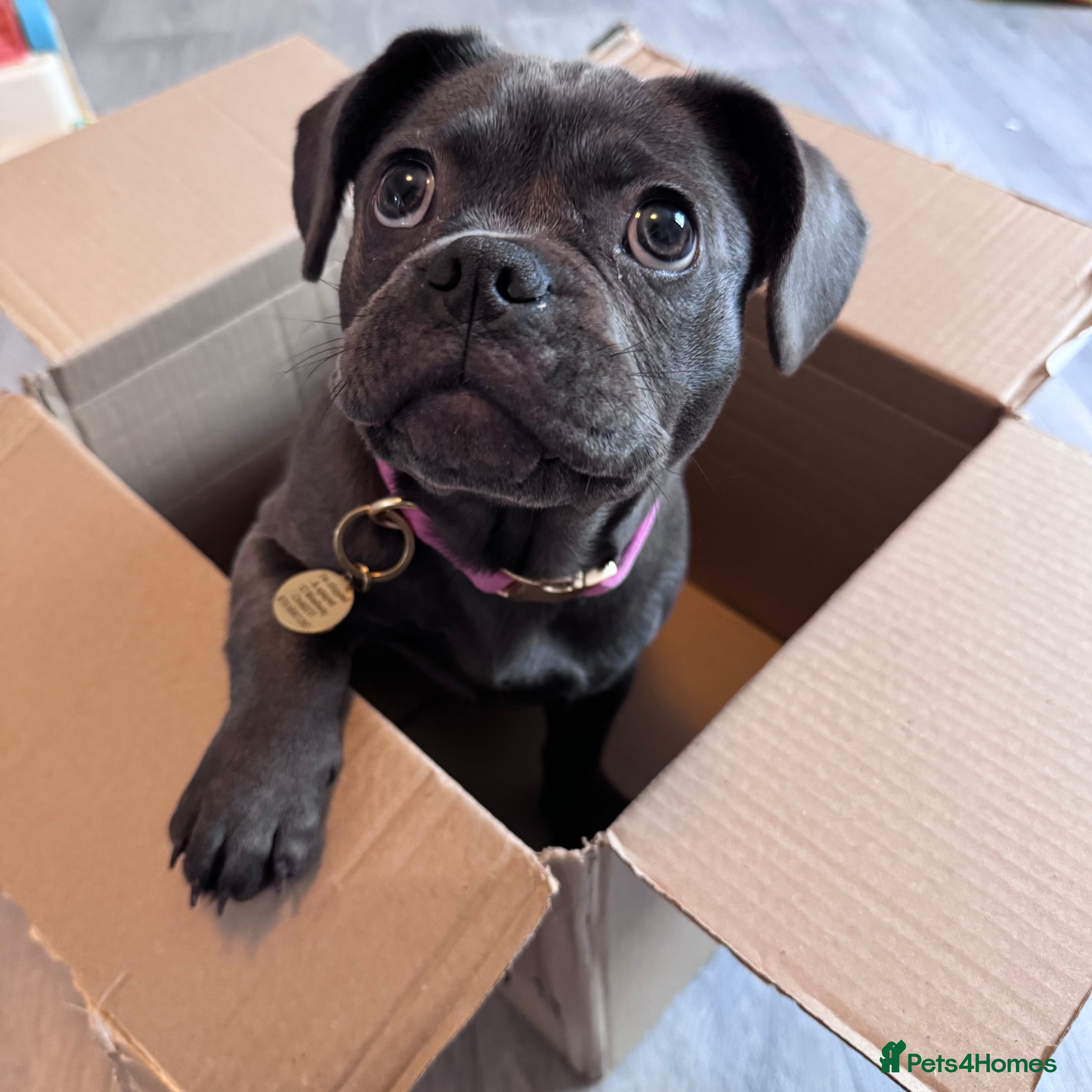 Frug dogs FRUG puppy needs forever home  - Advert 2