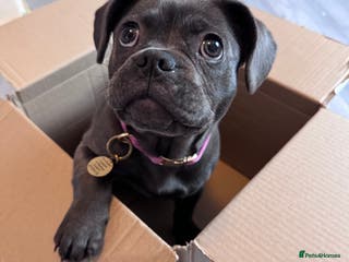Frug dogs FRUG puppy needs forever home - Advert 15