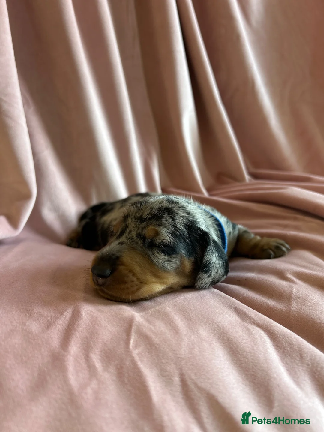 Miniature Dachshund dogs for sale:  KC Registered Miniature Dachshund Puppies in London - Advert 28