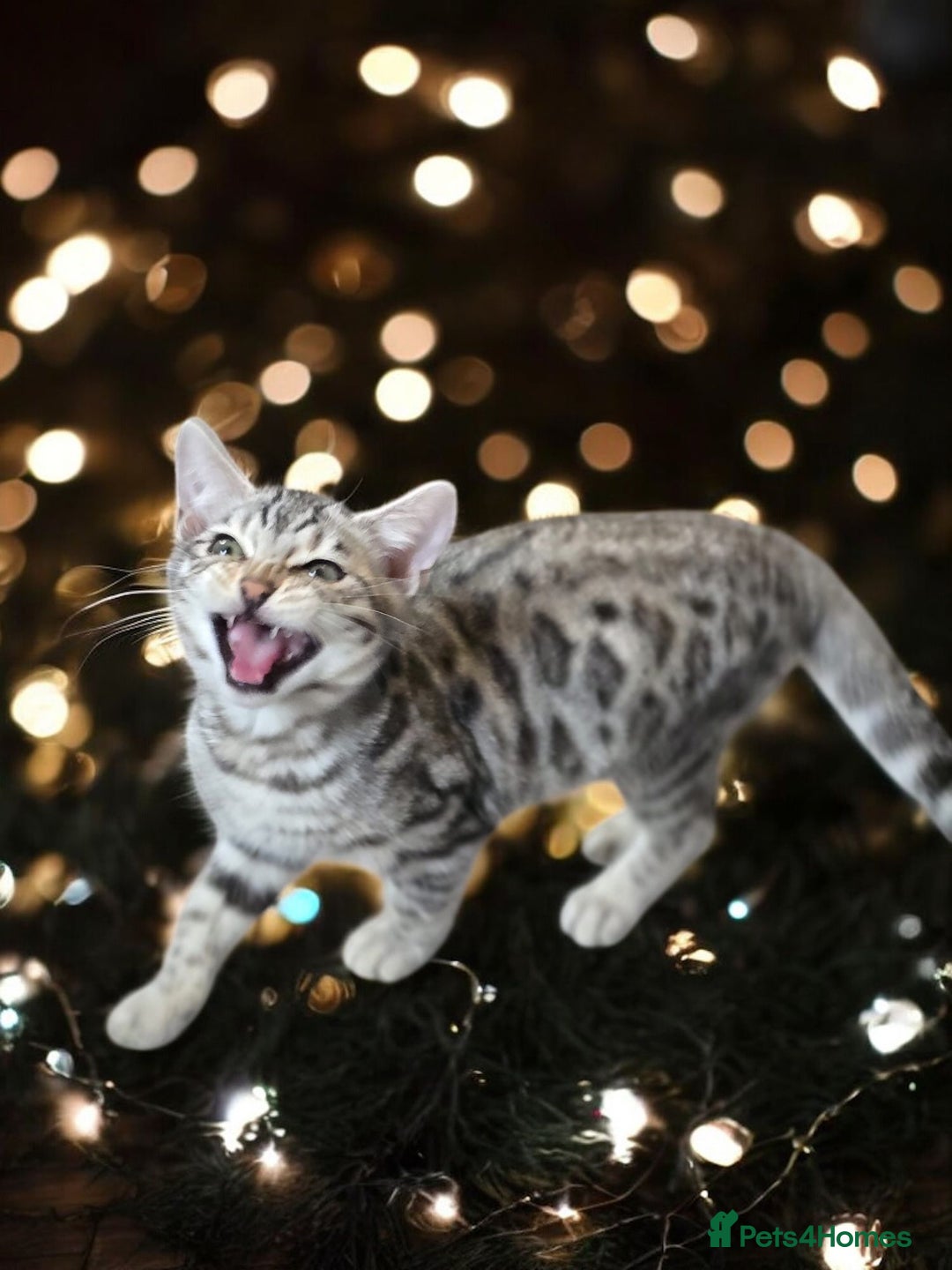 Bengal cats for sale:  Championship Bengal Kittens  - Advert 31