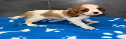 Cavalier King Charles Spaniel dogs for sale: 🐶King Charles cavalier puppy’s ⭐️⭐️⭐️⭐️⭐️ - Advert 22