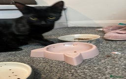 Mixed Breed cats for sale: Last two left of litter  - Image 7