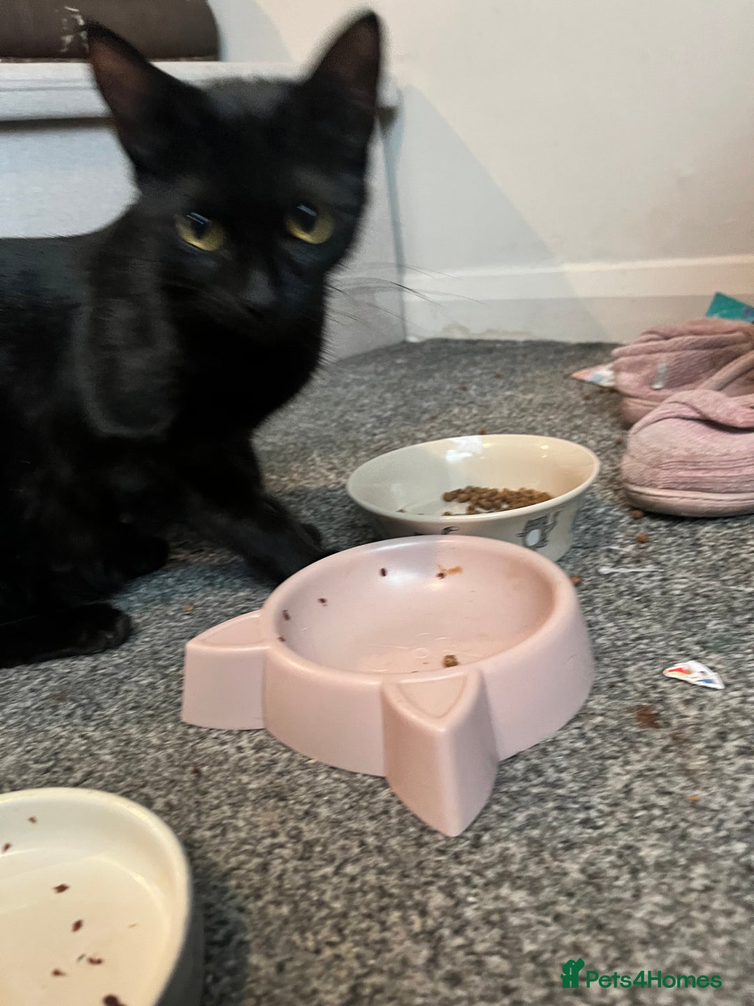 Mixed Breed cats for sale: Last two left of litter  - Image 7