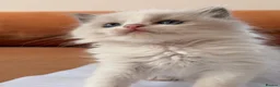 Ragdoll cats for sale: 🤍Exquisite 87.5% Ragdoll Kittens. Rare colours - Advert 11
