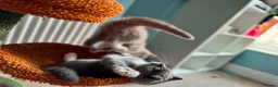 British Shorthair cats for sale: 🐾British Shorthair Kittens GCCF Registered🐾 - Advert 20
