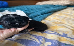 Shih Tzu dogs for sale: Two little boy Shih Tzu looking for their family - Advert 4