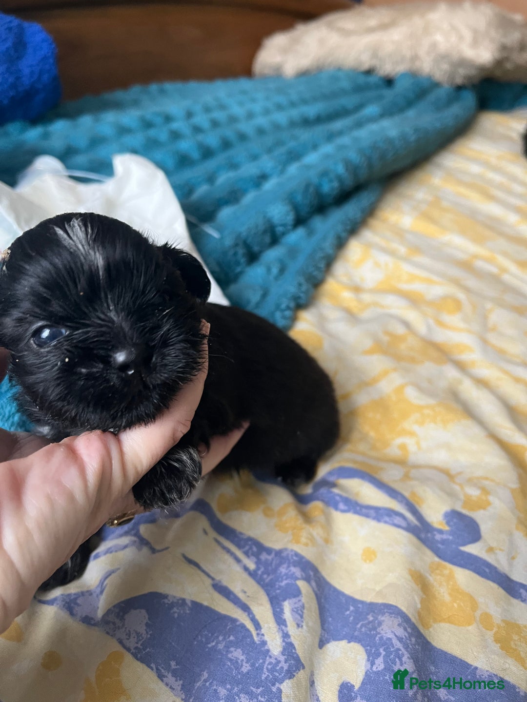 Shih Tzu dogs for sale: Two little boy Shih Tzu looking for their family - Advert 4