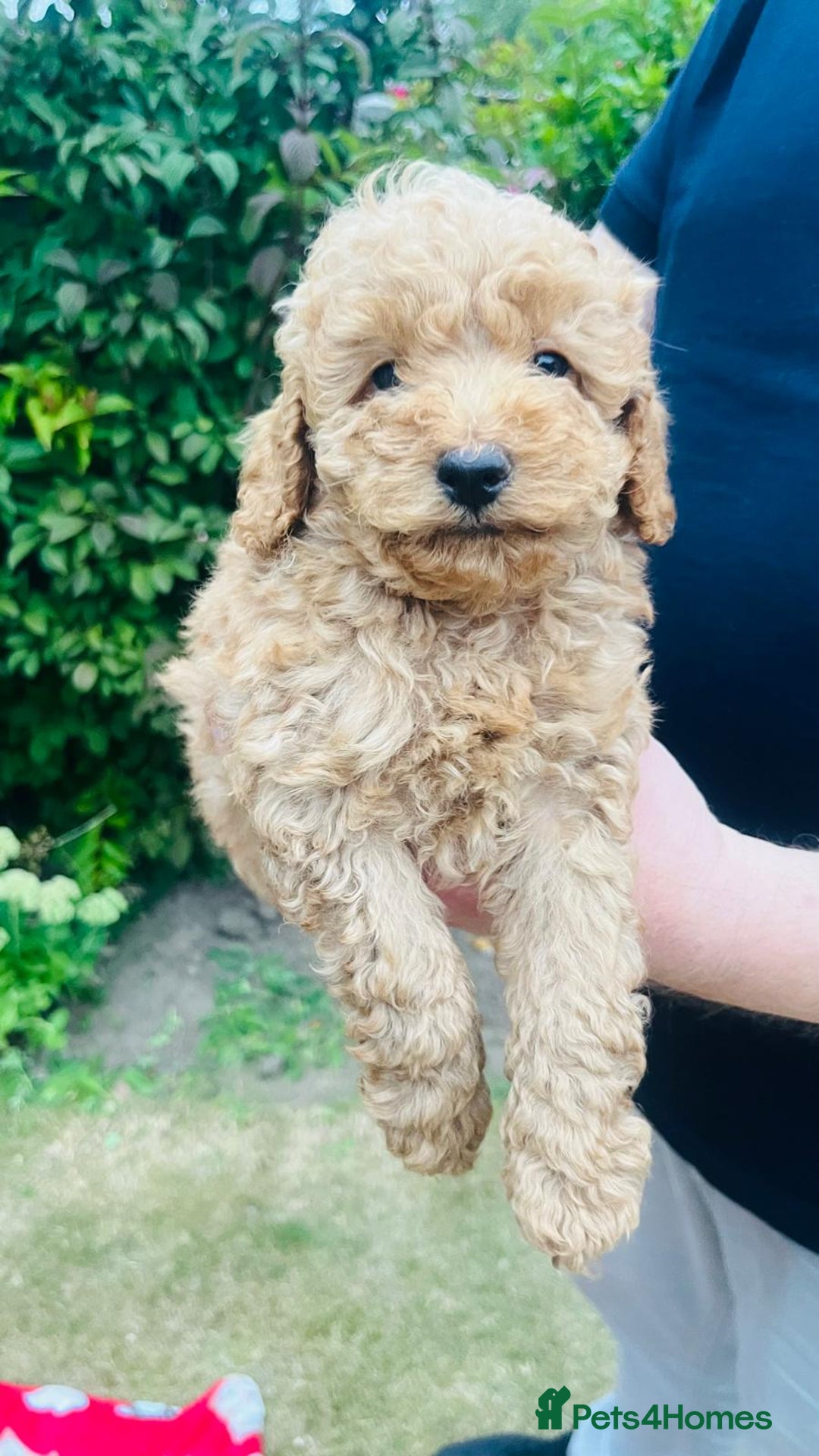Labradoodle dogs for sale: Chunky Miniature Soft Curled Labradoodle Pups - Image 29