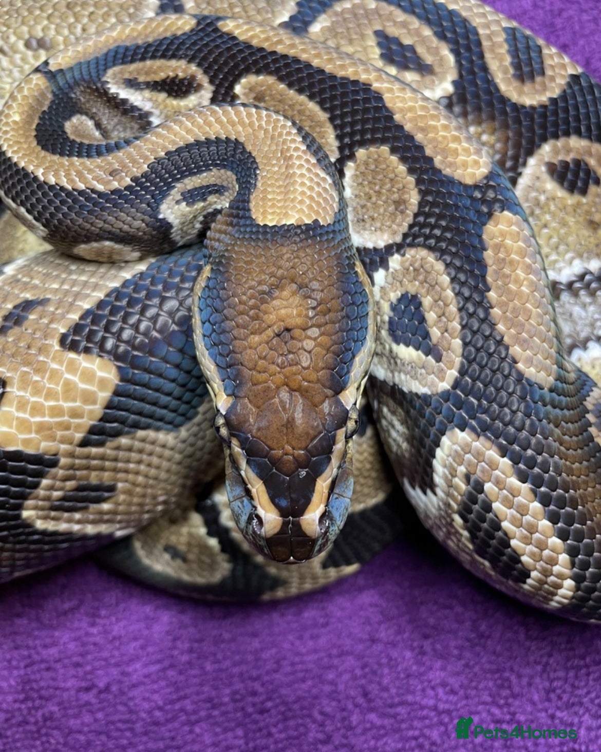 Python Snake reptiles for sale: Ball pythons for new home/s - Advert 6