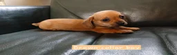 Chiweenie dogs for sale: Minature Daschund and Chihuahua Mix - Advert 7