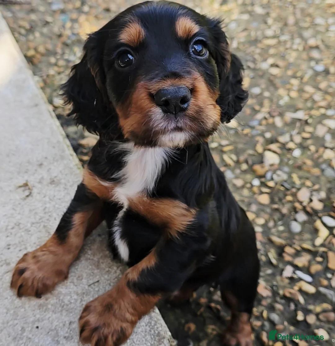 Cocker Spaniel dogs for sale: Cocker Spaniel Puppies in Petworth - Advert 2