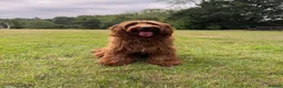 Australian Labradoodle dogs for sale: ✨WALA superior Australian labradoodle list✨  - Advert 6
