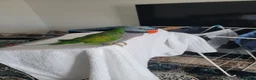 Parrots birds for sale: Derbyan parrot  in Glasgow - Advert 2