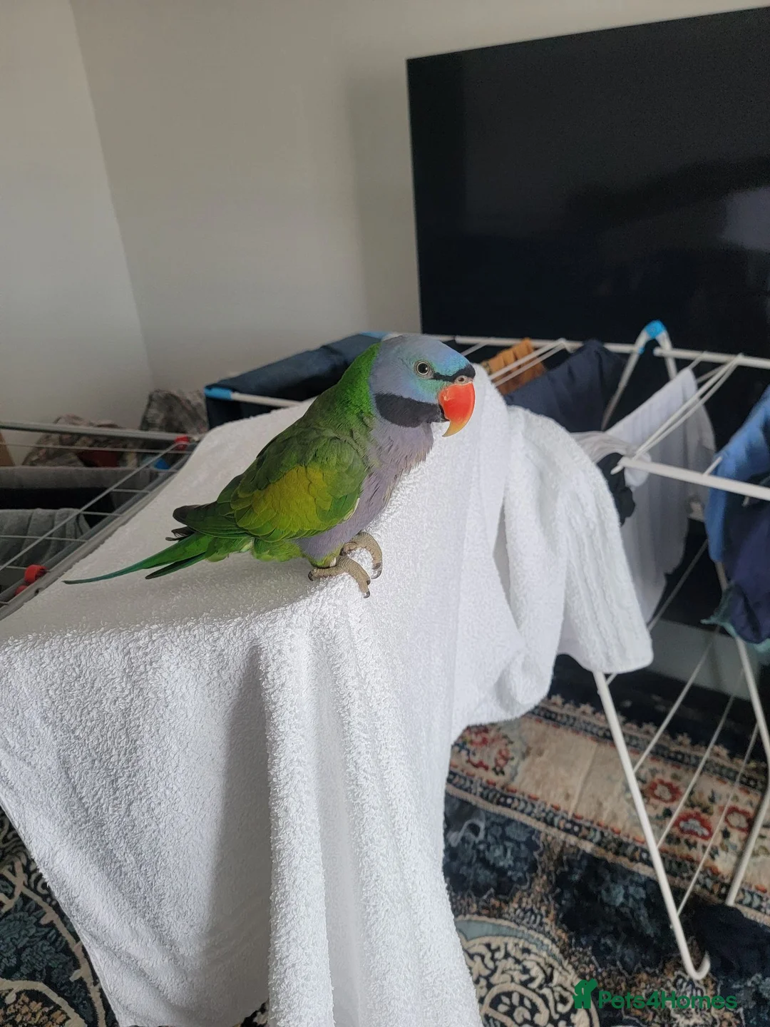 Parrots birds for sale: Derbyan parrot  in Glasgow - Advert 2
