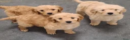 Goldendoodle dogs for sale: F1 Goldendoodle's - Advert 32