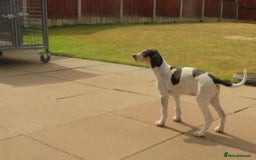 Mixed Breed dogs for sale: Foxhound/Lurcher Female Puppy - Image 11