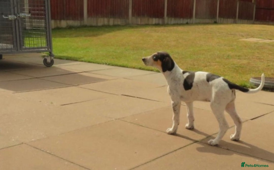 Mixed Breed dogs for sale: Foxhound/Lurcher Female Puppy - Image 11
