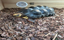 Tortoise reptiles for sale: Two beautiful redfoots - Image 3