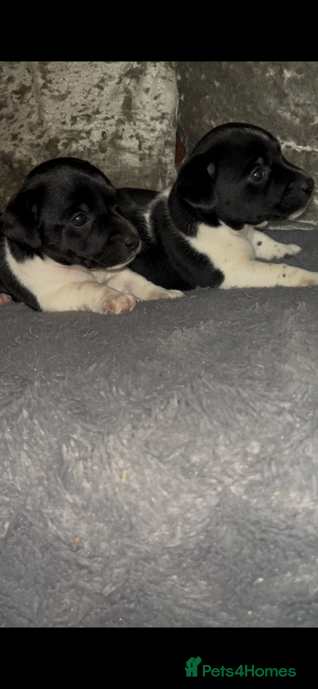 Patterjack dogs for sale: TOP QUALITY PATTERJACKS - Image 1
