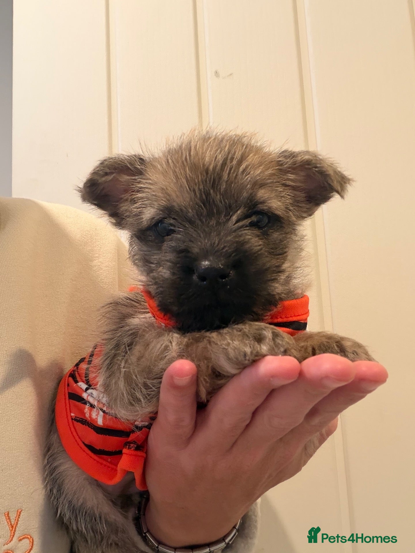 Cairn Terrier dogs for sale: Beautiful cairn terrier puppies  - Advert 2
