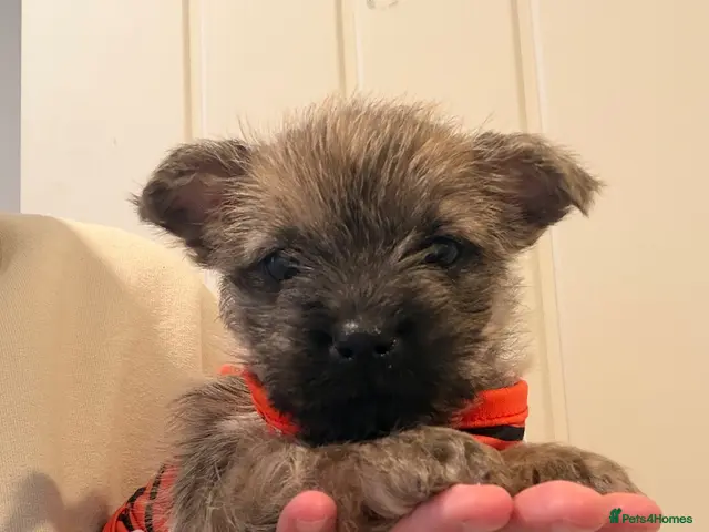 Cairn Terrier dogs for sale: Beautiful cairn terrier puppies - Advert 2