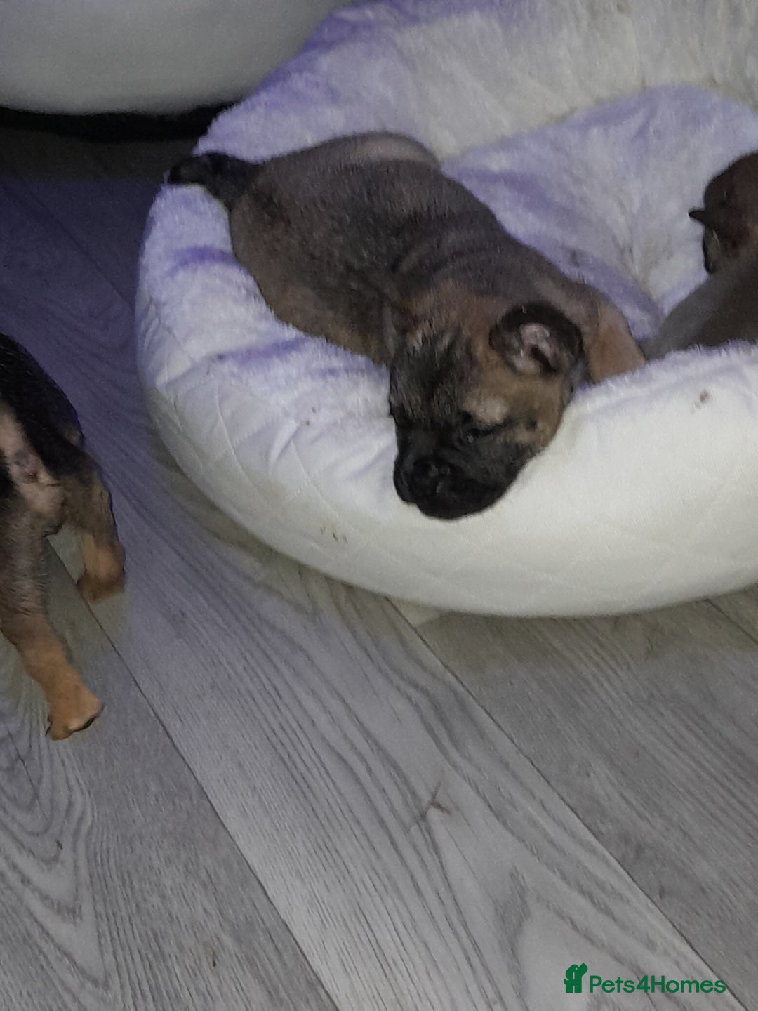 Mixed Breed dogs for sale: French bulldog x - Advert 5