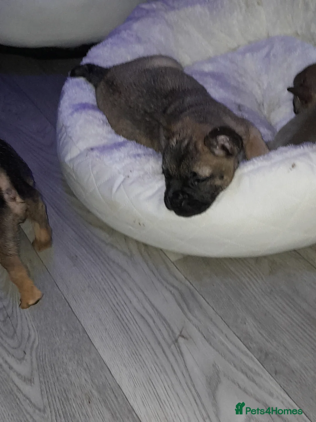 Mixed Breed dogs for sale: French bulldog x - Advert 5