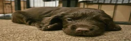 Cocker Spaniel dogs for sale: Last female Pup KC reg WCS - Advert 6