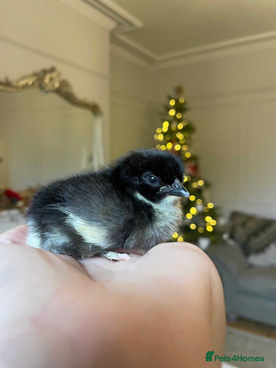 Chickens poultry for sale: Day old BCMs & Olive eggers.  - Advert 2