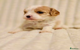 Cavapoo dogs for sale: Adorable Cavapoo Pups fully health tested parents - Image 24